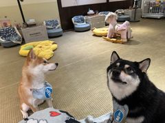 -逗柴咖啡屋·狗咖猫咖宠物桌游
