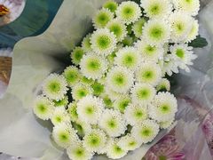 -循礼门鲜花花市(武汉循礼门店)