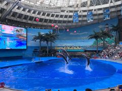 -海合安成都极地海洋公园