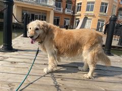 -伟伟宠物医院·CT影像中心·瑞派犬猫综合性门诊(汉口总院)