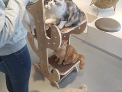 -飞行喵MR PILOT|猫舍·猫咖(静安大融城店)