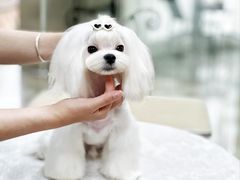 -鑫艺宠物美容培训学校