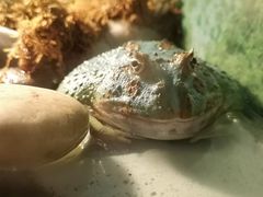 -上海大自然野生昆虫馆