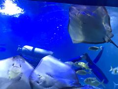 -重庆欢乐海底世界