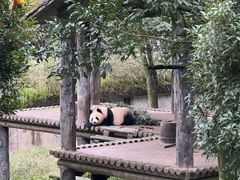 -中国大熊猫保护研究中心雅安碧峰峡基地