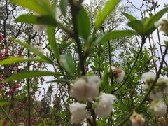 -桃花涧