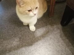 -猫色咖啡·猫咖