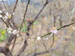 -广州市流溪河国家森林公园