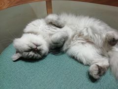 -藏猫猫咖啡主题馆(中央大道店)