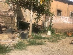 -苏家围·东江画廊旅游景区