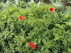 -国家植物园南园