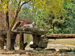 -北京野生动物园