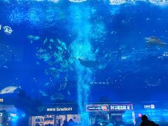 -成都浩海立方海洋公园