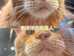 -藏猫猫咖啡主题馆(中央大道店)