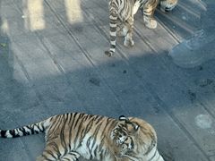 -大连森林动物园