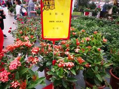 -荷兰花海