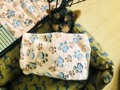 -翊宠yipet猫狗购宠庄园犬舍•猫舍