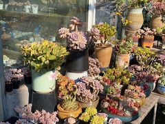 -金陵花卉交易市场