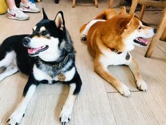 -柴犬高等学院·狗咖·柴犬售卖·宠物训练