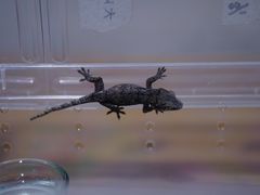 -酷以爬仙阁实体爬宠店·守宫·蜥蜴·专业繁育