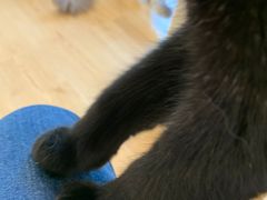 -有喵·猫咖·狗咖·30几只猫10只小狗(岗厦店)