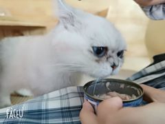 -喵屿·大理花园猫咖