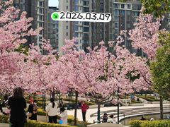 -新江湾城公园