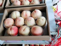 -南汇新场正宗水蜜桃采摘