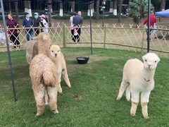 -黄海国家森林公园