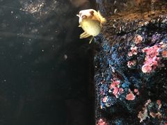 -暹罗海洋世界