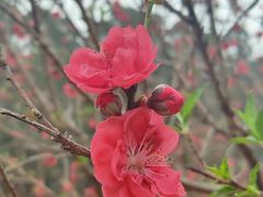 -南国桃园旅游度假区