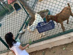 -上海滴水湖皇冠假日酒店