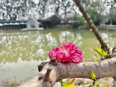 -三圣花乡旅游区