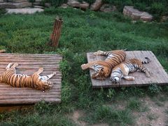 -大连森林动物园