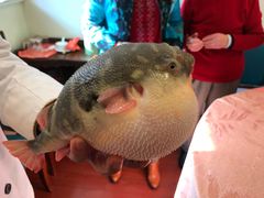 -长顺河豚馆(江洲东路)