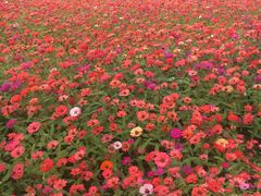 -杭州湾海上花田景区