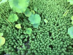 -映月湖公园