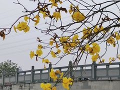 -长洲岛