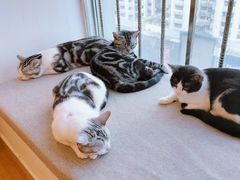 -有喵·猫咖·狗咖·40+猫狗有小奶狗(岗厦店)