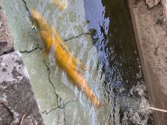 -钰田大院·怀柔地道农家菜·烤虹鳟鱼(雁栖湖店)