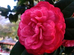 -深圳国际园林花卉博览园