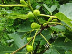 -东天目山风景区
