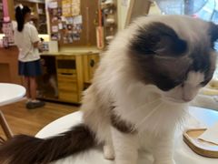 -滚猫咖啡·猫咖·猫友好撸猫(未来城店)