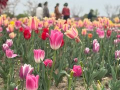 -南通鲜花小镇