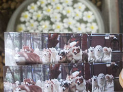 -TrueLove @ Neverland (Husky Cafe)