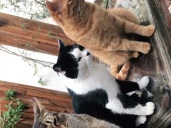 -喵屿·大理花园猫咖