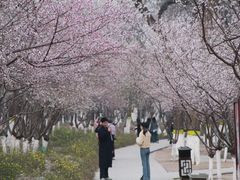-桃花堤公园