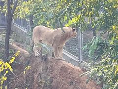 -石家庄市动物园
