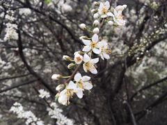 -秦岭风景区