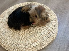 -浣熊柯尔鸭土拨鼠·电玩咖